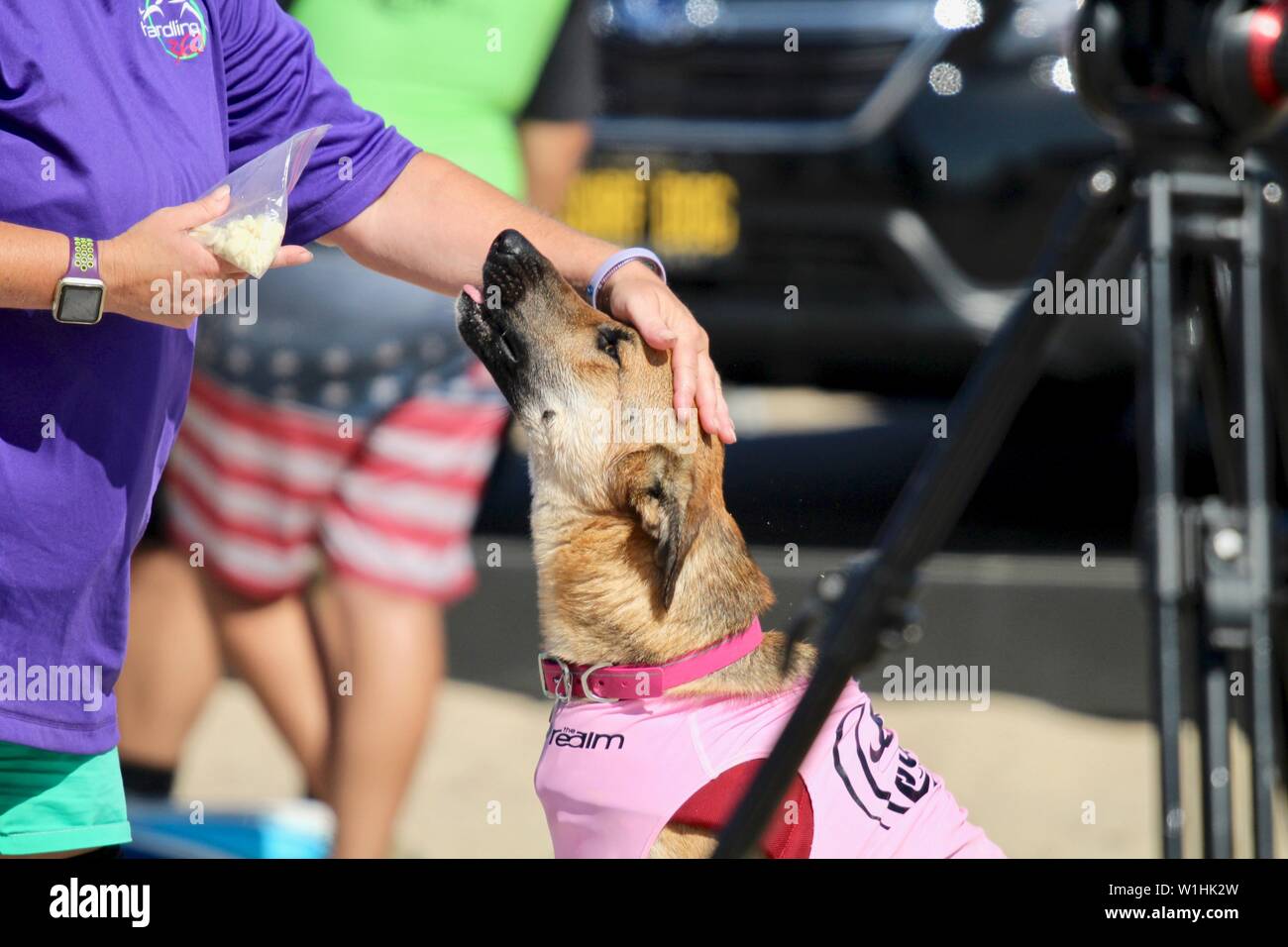 Dog surfing competition in Huntington Beach, CA Stock Photo Alamy