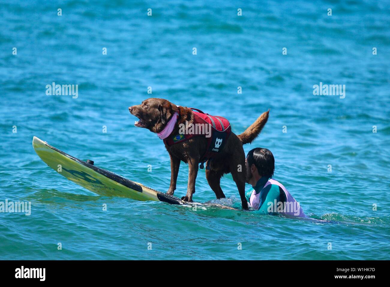 dog surfing event in Huntington Beach, ca Stock Photo