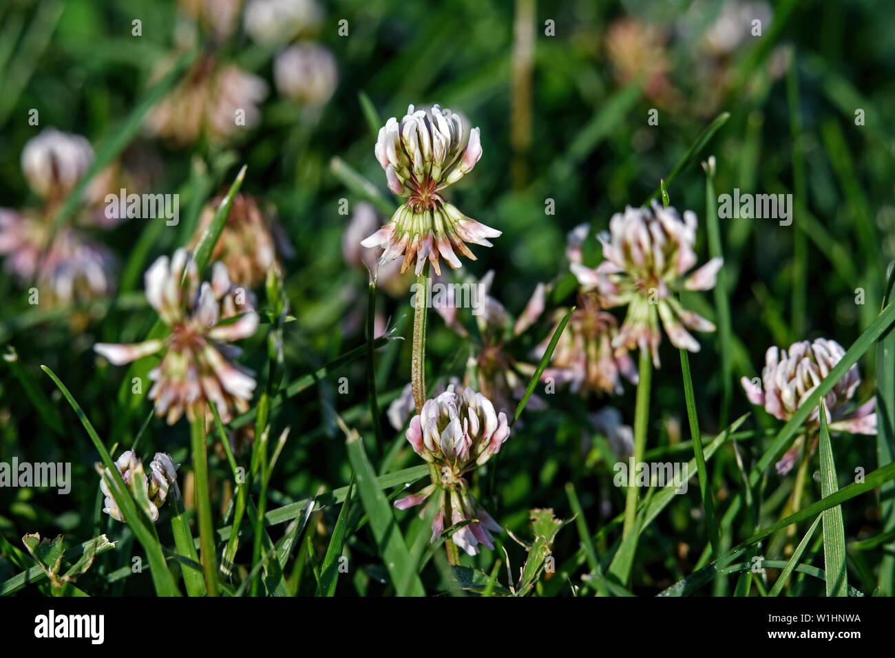 White clover in early morning light. Known as Trifolium repens it is a herbaceous perennial plant in the bean family Fabaceae. Stock Photo