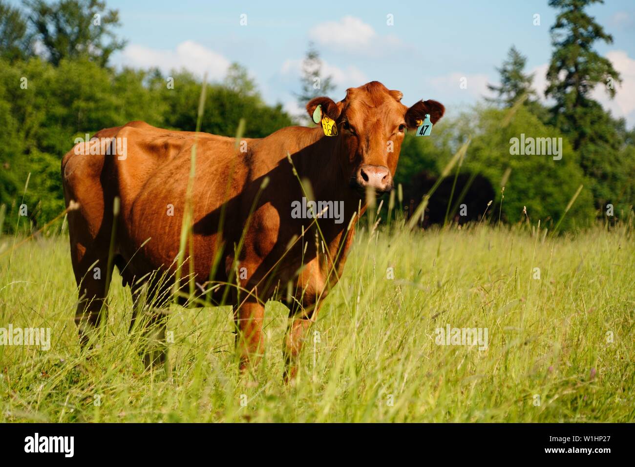 Pregnant Cow Grazing Stock Photo