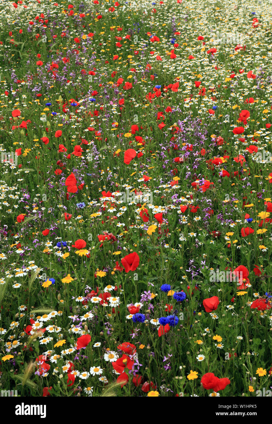 Poppy, daisy, cornflower, wild flowers, wildflower garden, border, colourful Stock Photo