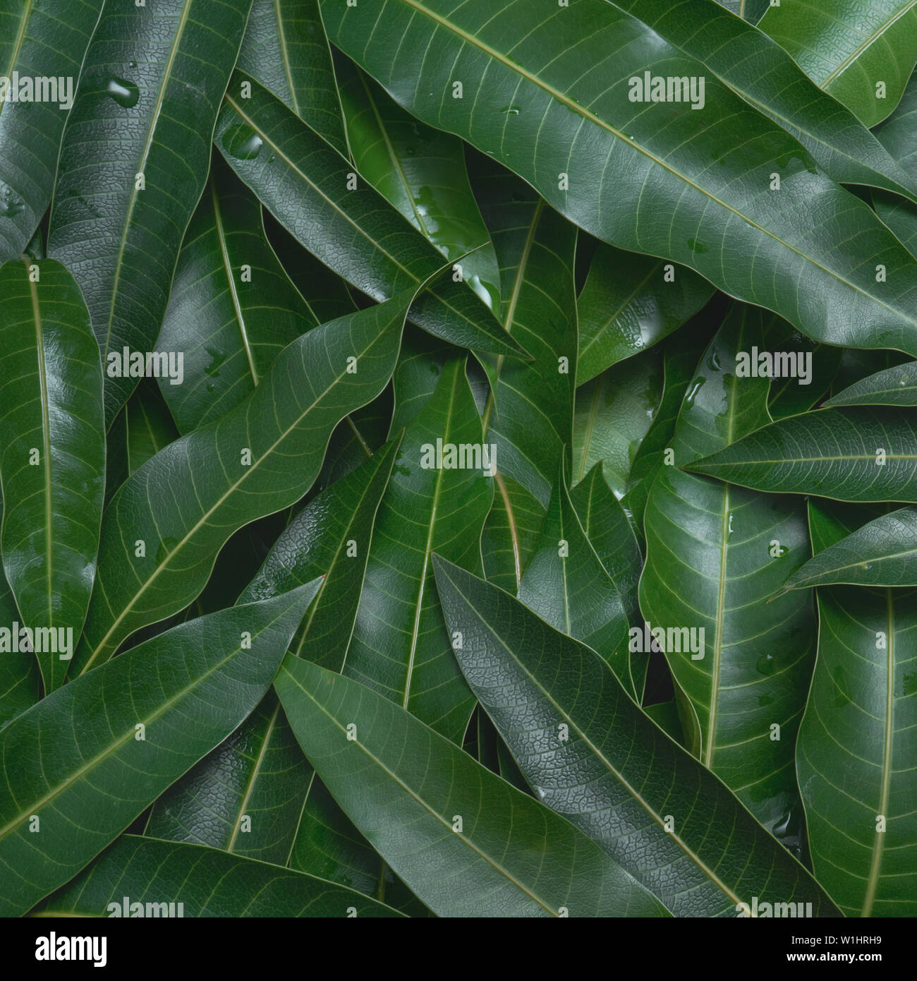 Mango leaves background, beautiful fresh green group with clear leaf vein texture detail, copy space, top view, close up, macro. Tropical concept. Stock Photo