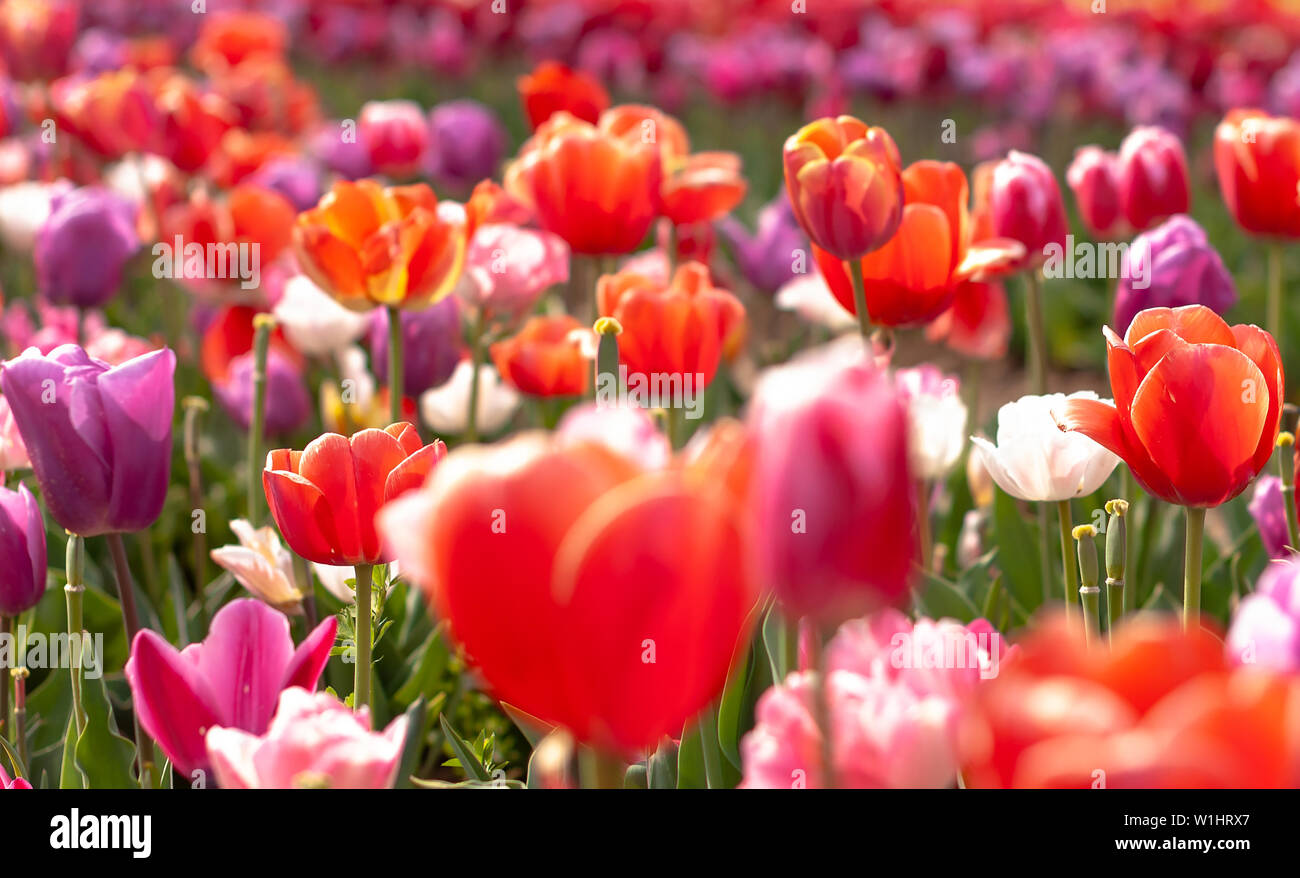 Blooming tulip field, flower with green leaf in sunlight with blurrred colorful tulips as background. Postcard beauty decoration and agriculture conce Stock Photo