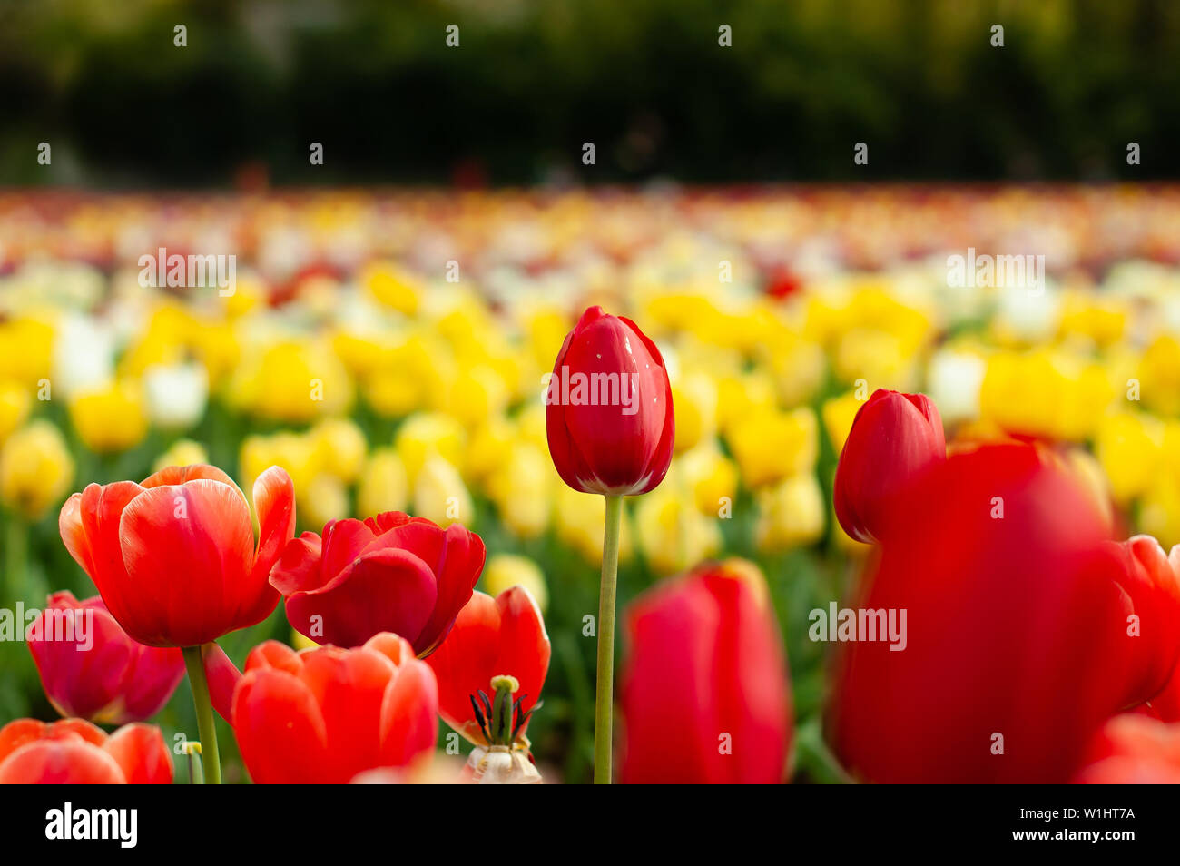 Blooming tulip field, flower with green leaf in sunlight with blurrred colorful tulips as background. Postcard beauty decoration and agriculture conce Stock Photo