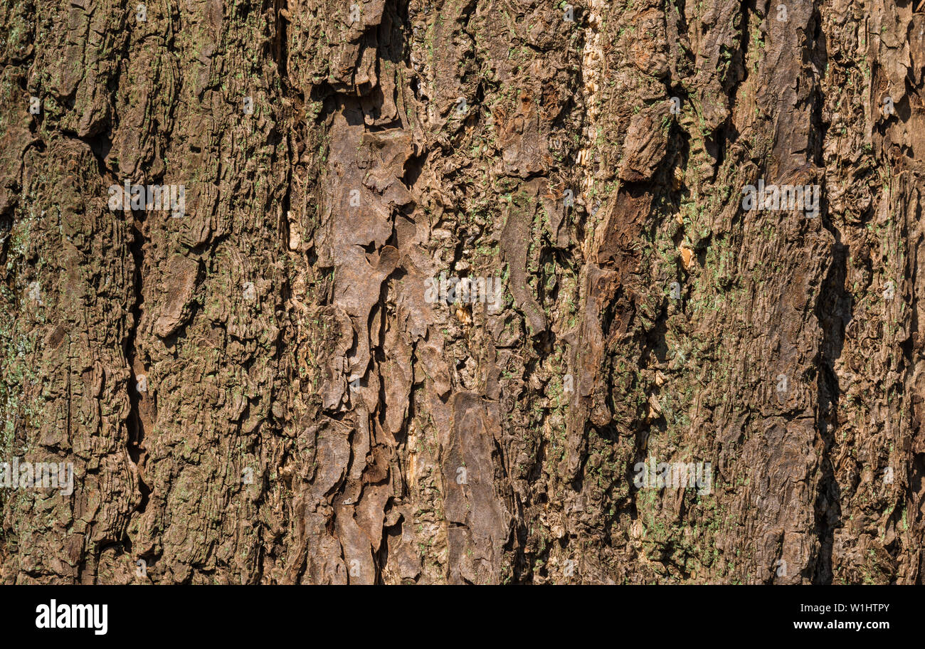 Old tree bark with rough surface, crevices and green lichens as background Stock Photo