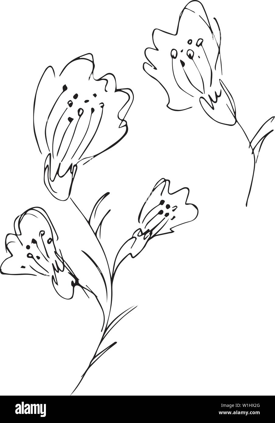 Hand Drawn Vector Illustrations Of Abstract Set of Flowers Isolated on ...