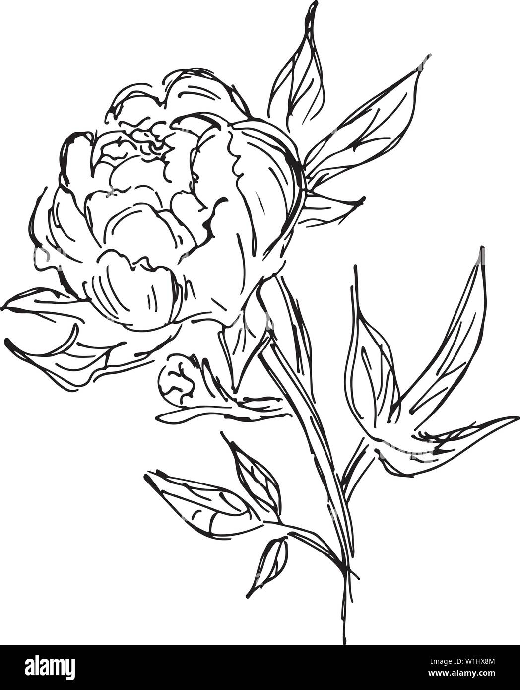 Hand Drawn Vector Illustrations Of Abstract Peony Flower Isolated on ...