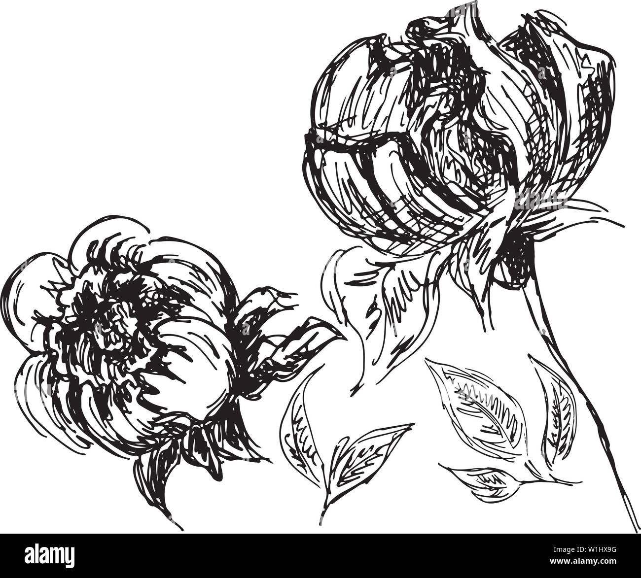 Hand Drawn Vector Illustrations Of Abstract Peony Flower Isolated on ...