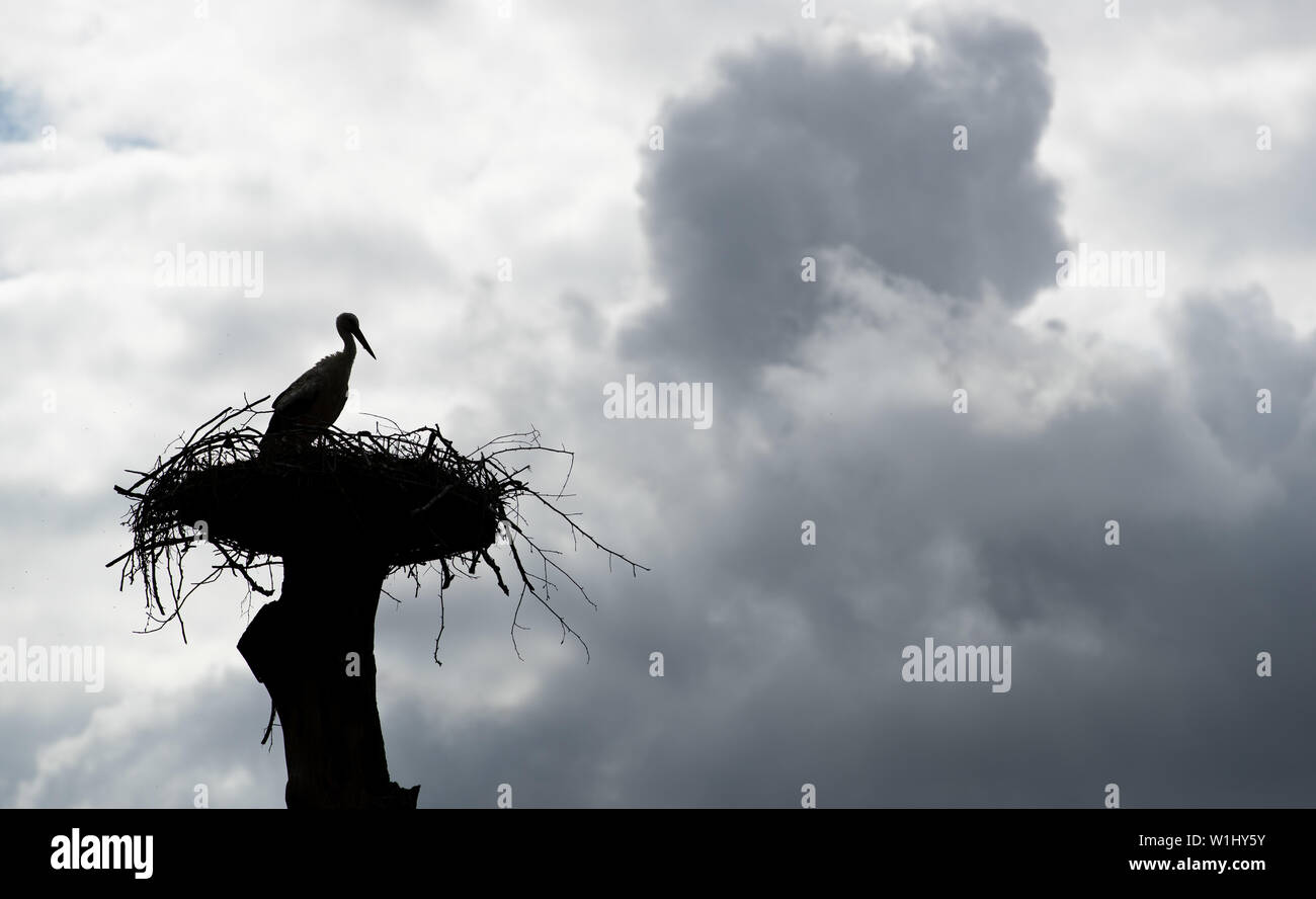 02 July 2019, Lower Saxony, Osnabrück: A white stork sits on its Nistplatz (eyrie). The incubation extends from April to August. Photo: Friso Gentsch/dpa Stock Photo