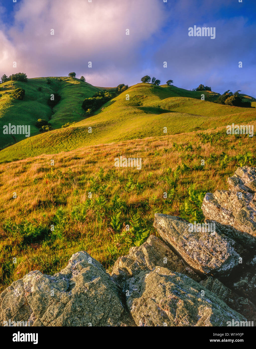 Coastal Hills, Bolinas Ridge, Mount Tamalpais State Park, Golden Gate