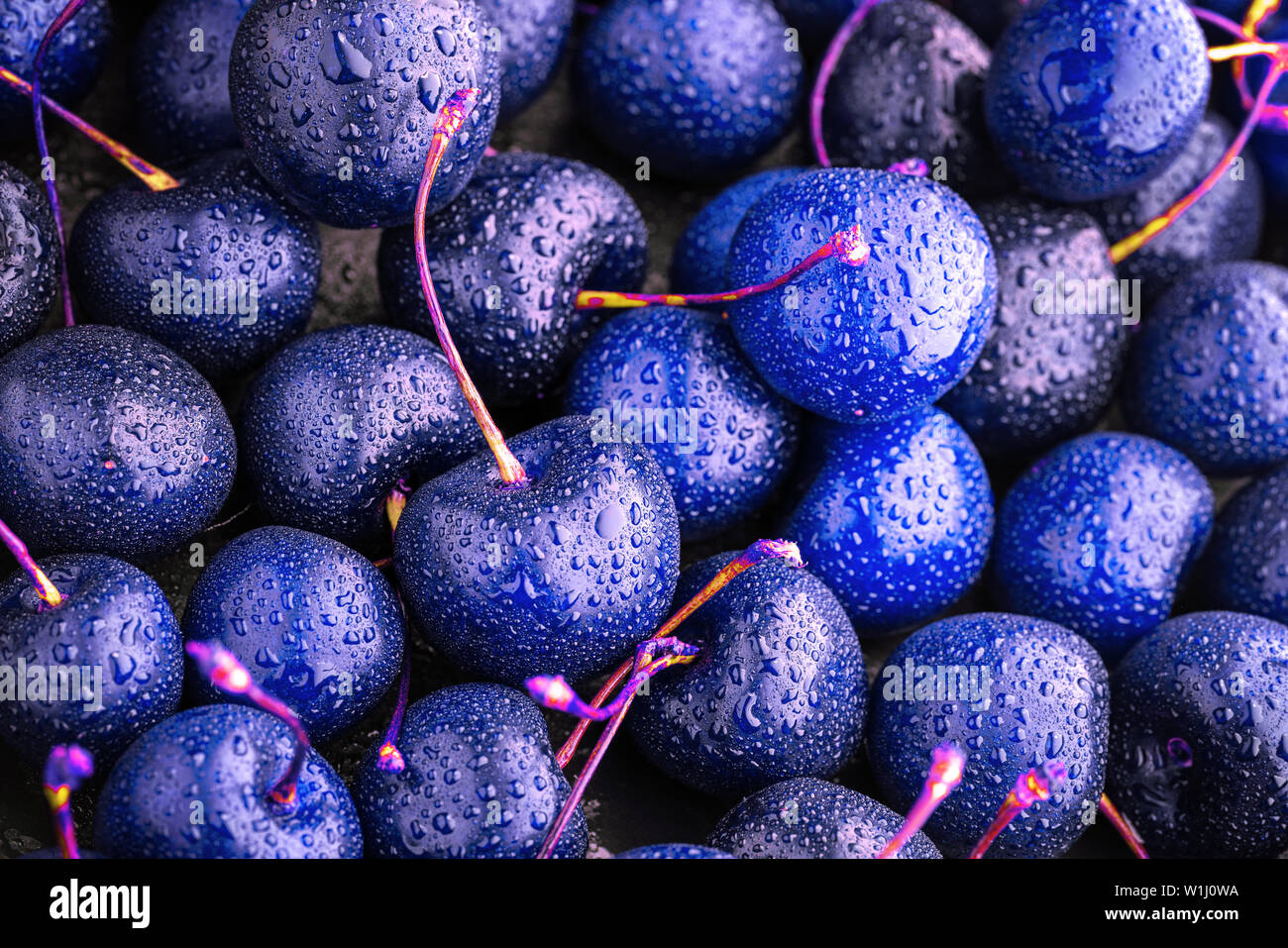 close-up of bright blue ripe cherries. unusual blue background. Large collection of fresh blue cherries. Stock Photo