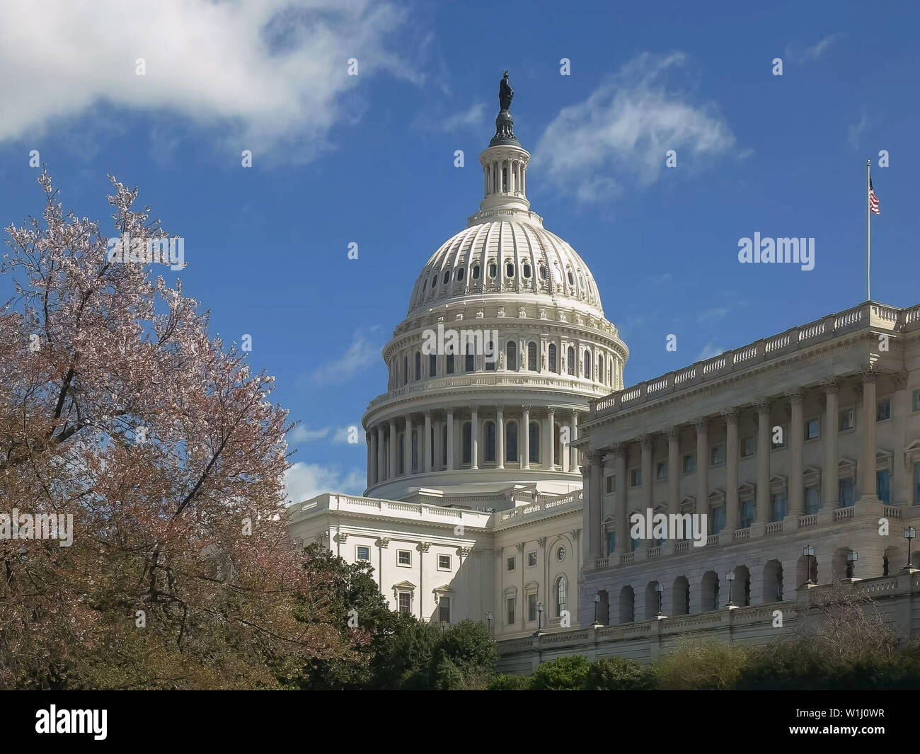 capitol building and flowering cherry trees in washington dc Stock Photo Alamy