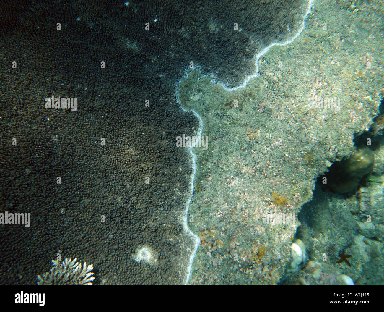 Live tabular Acropora coral tissue re-growing over its own dead skeleton killed in a bleaching event in 2017, Frankland Islands, Great Barrier Reef, Q Stock Photo