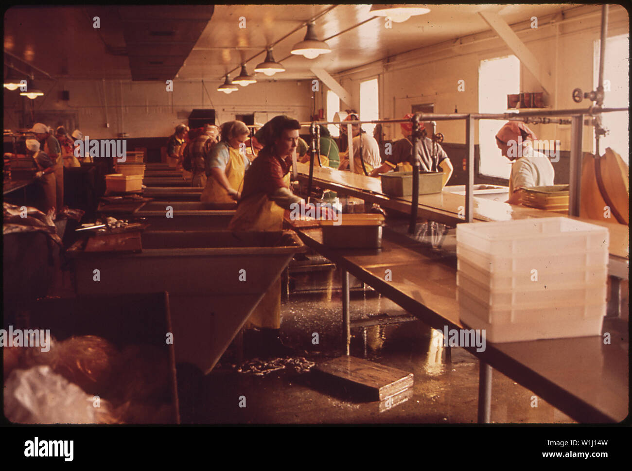 SEAFOOD PROCESSING PLANT Stock Photo Alamy