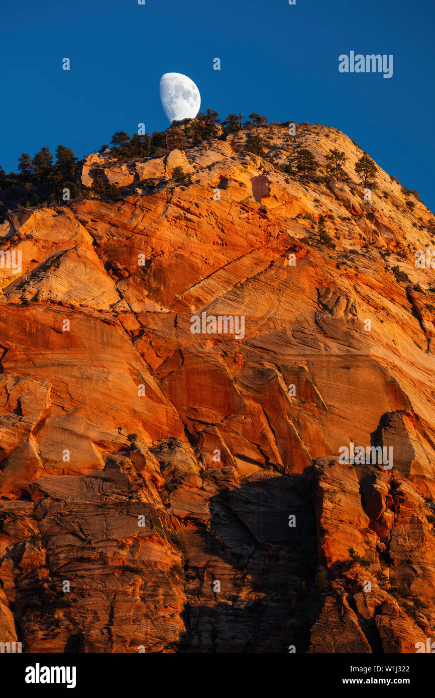 Moon rising over the golden cliff, Zion National Park, Utah Stock Photo