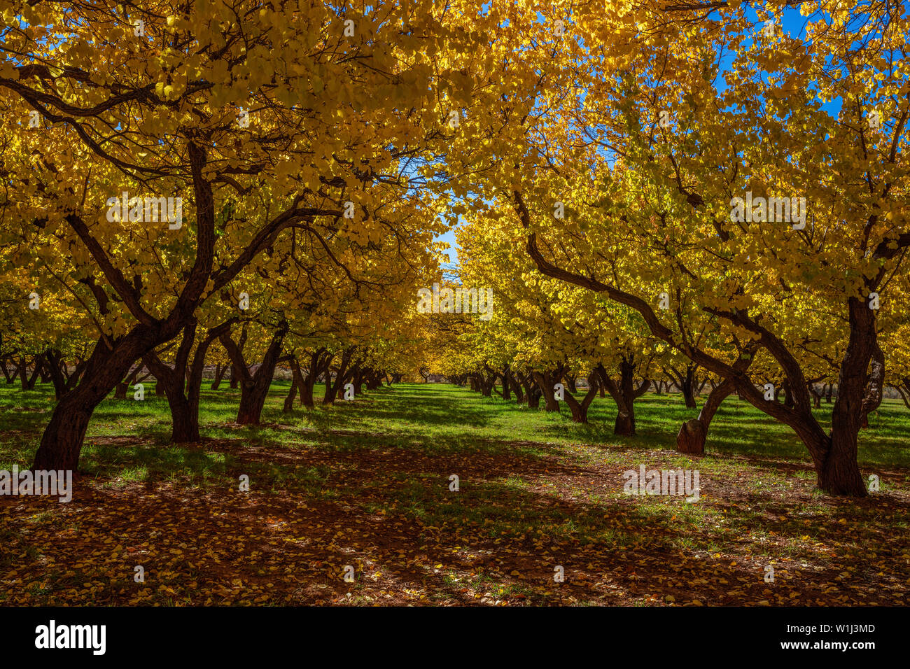 Fruita capitol reef national park hires stock photography and images Alamy