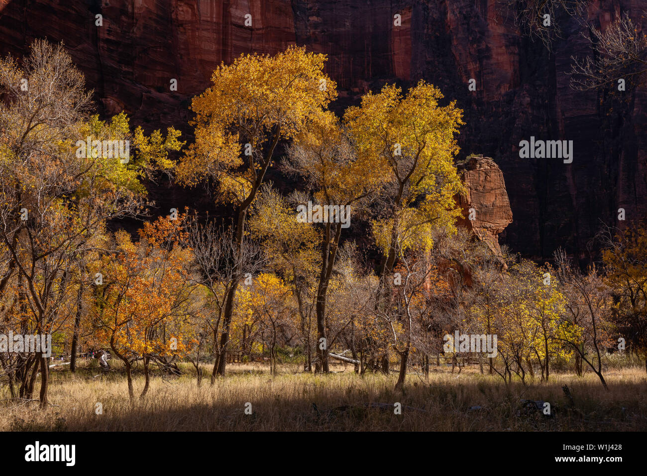 Backlit cottonwood trees at the Temple of Sinawava, Zion National Park, Utah Stock Photo Alamy