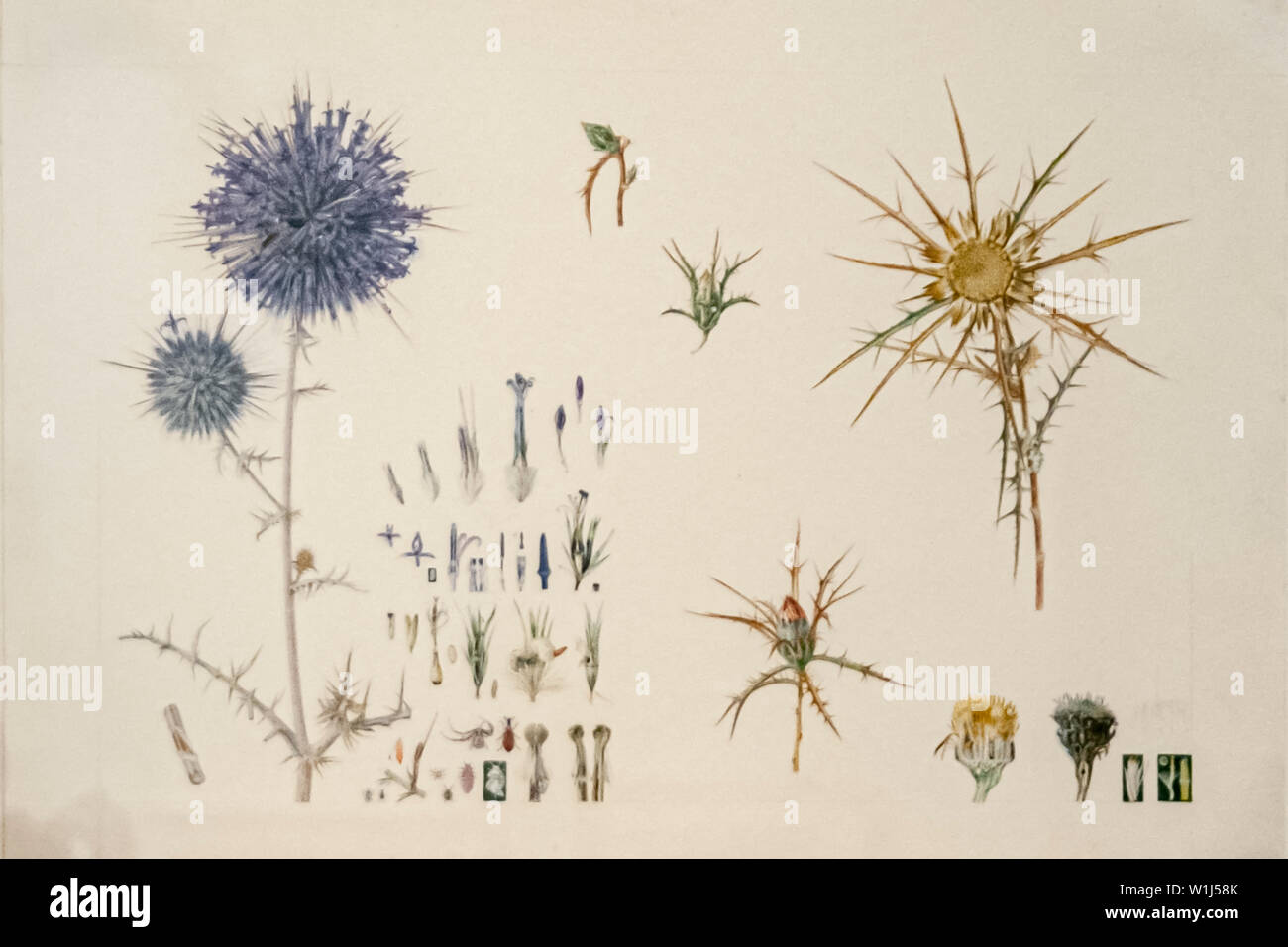 Thistle botanical illustration hi-res stock photography and images - Alamy