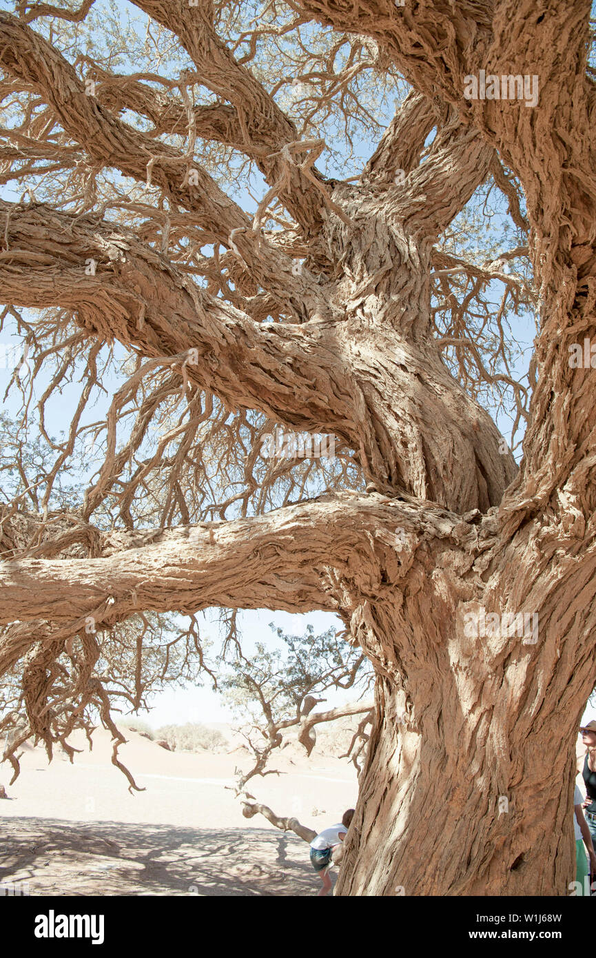 Camel Thorn Acacia tree (acacia erioloba) Namib-Naukluft National Park, Namibia, Southern Africa. Stock Photo
