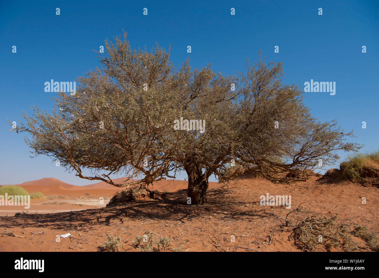 Camel Thorn Acacia tree (acacia erioloba) Namib-Naukluft National Park, Namibia, Southern Africa. Stock Photo