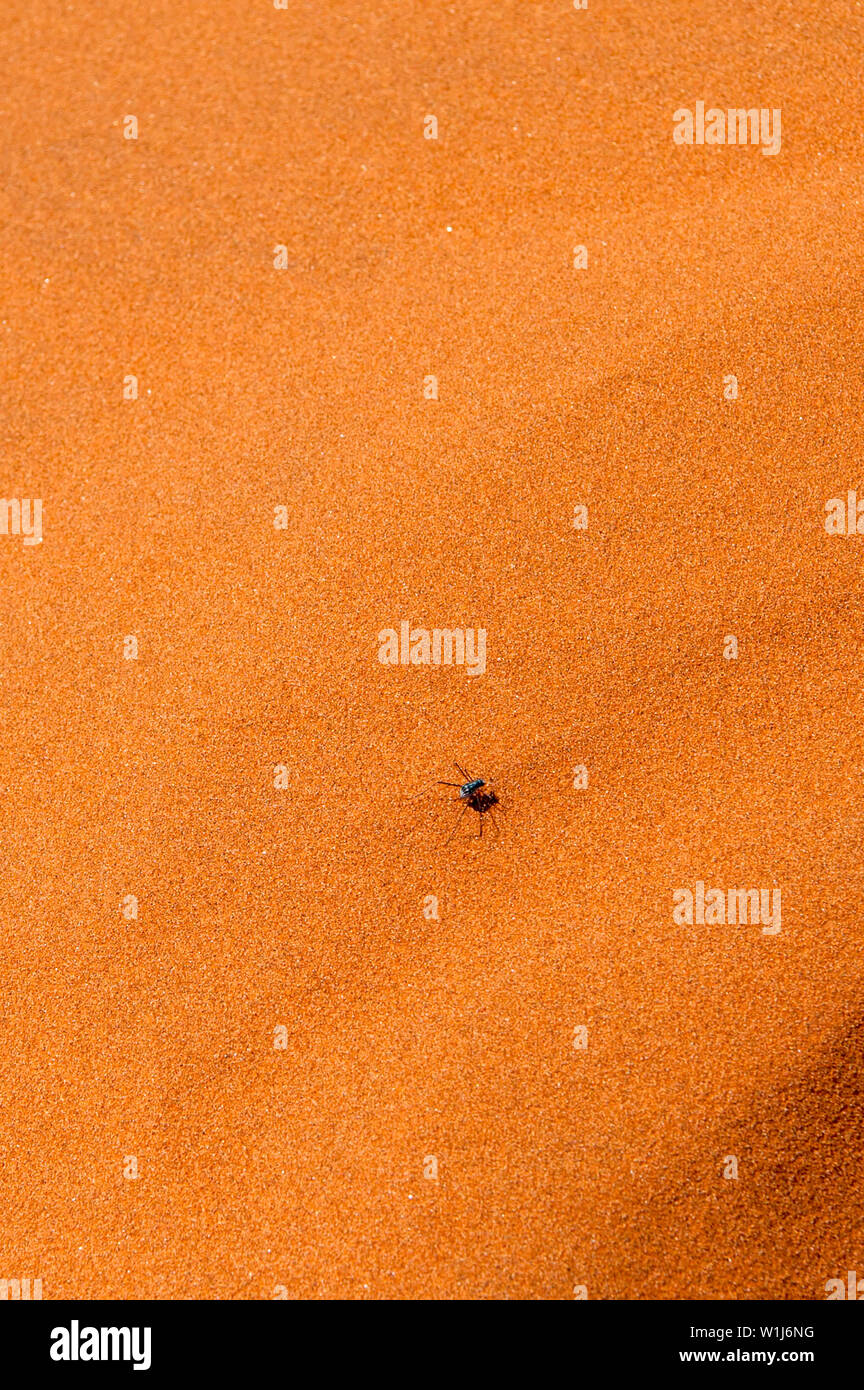 A beetle scurries across a sand dune. Photographed at The red sand dunes at Namib-Naukluft National Park, Namibia. The red colour is an indication of Stock Photo