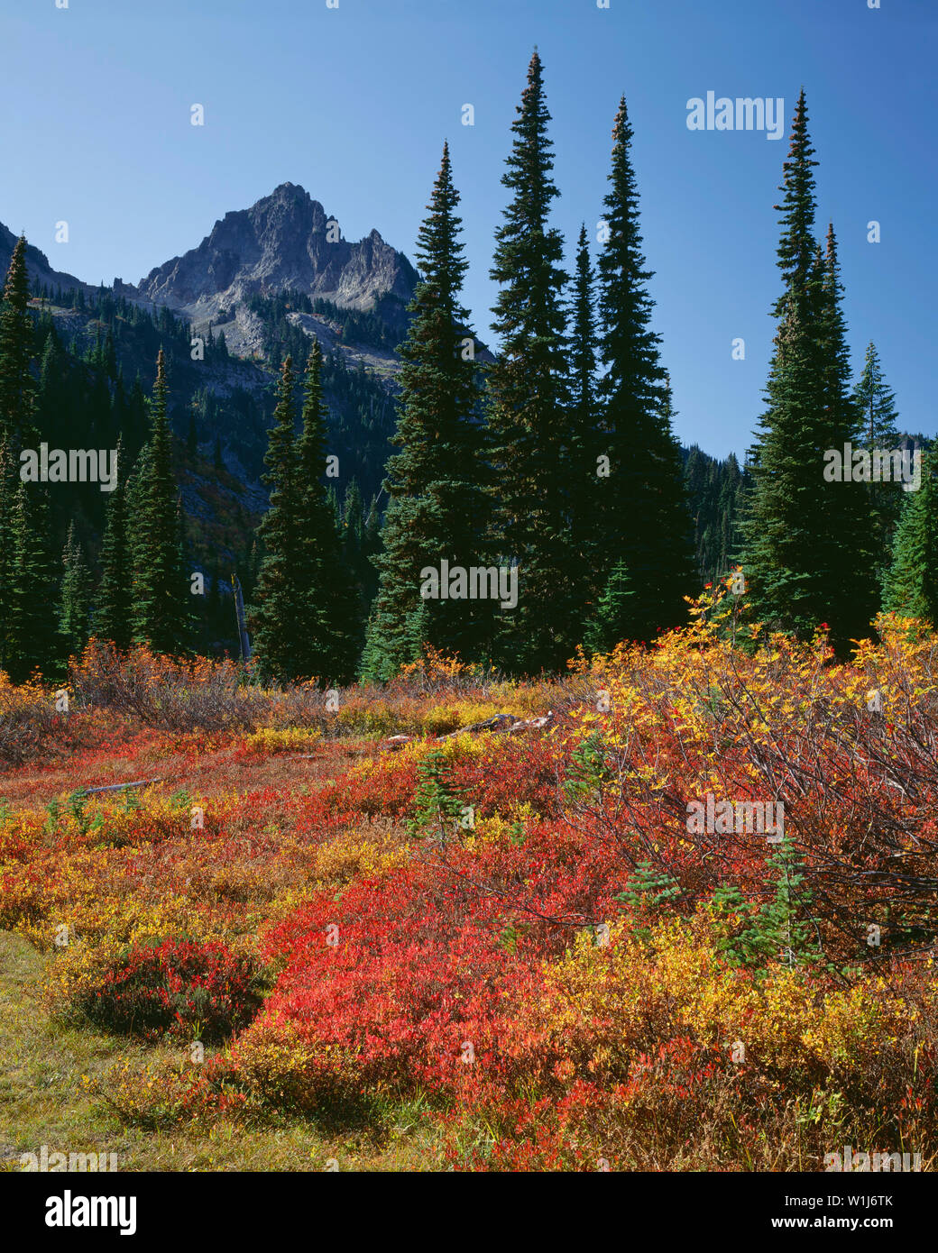 USA, Washington, Mt. Rainier National Park, Fall-colored huckleberry and mountain ash beneath distant Pinnacle Peak. Stock Photo