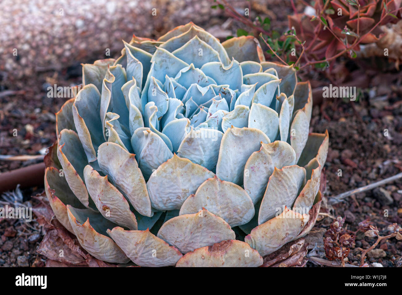 Echeveria Encantada is an impressive succulent up to 8 inches (20 cm) tall,  that forms rosettes of fleshy, teardrop-shaped leaves with a frosty, white  Stock Photo - Alamy