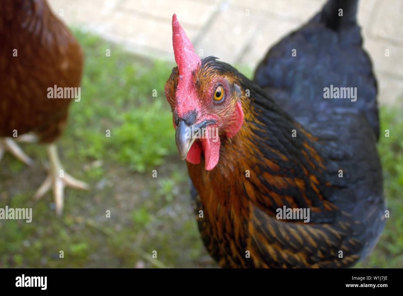 Black sexlink chicken hi-res stock photography and images - Alamy