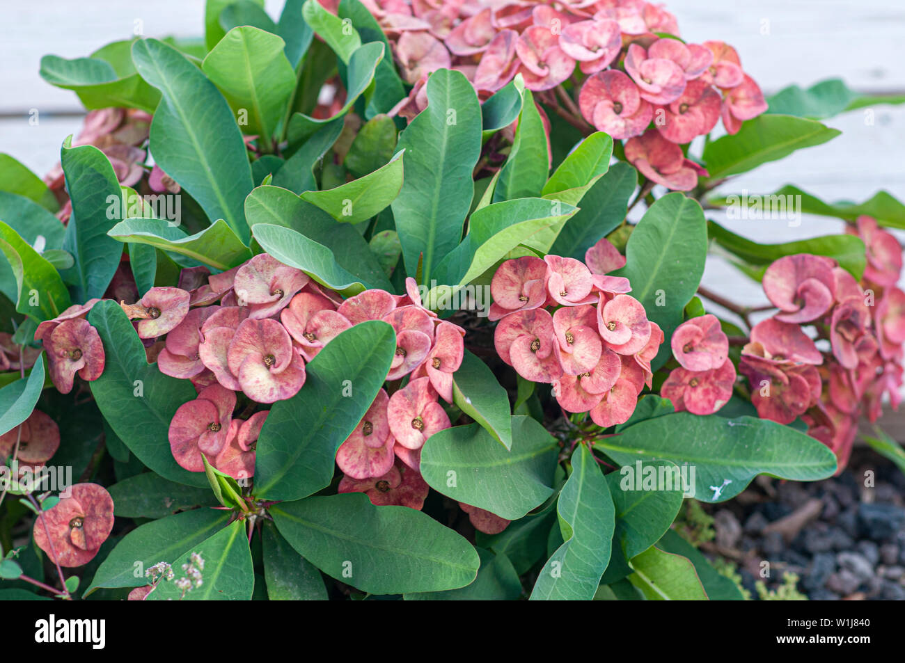 Flowering Euphorbia milii, common names include the crown of thorns, Christ plant, or Christ thorn, called Corona de Cristo in Latin America. Photogra Stock Photo