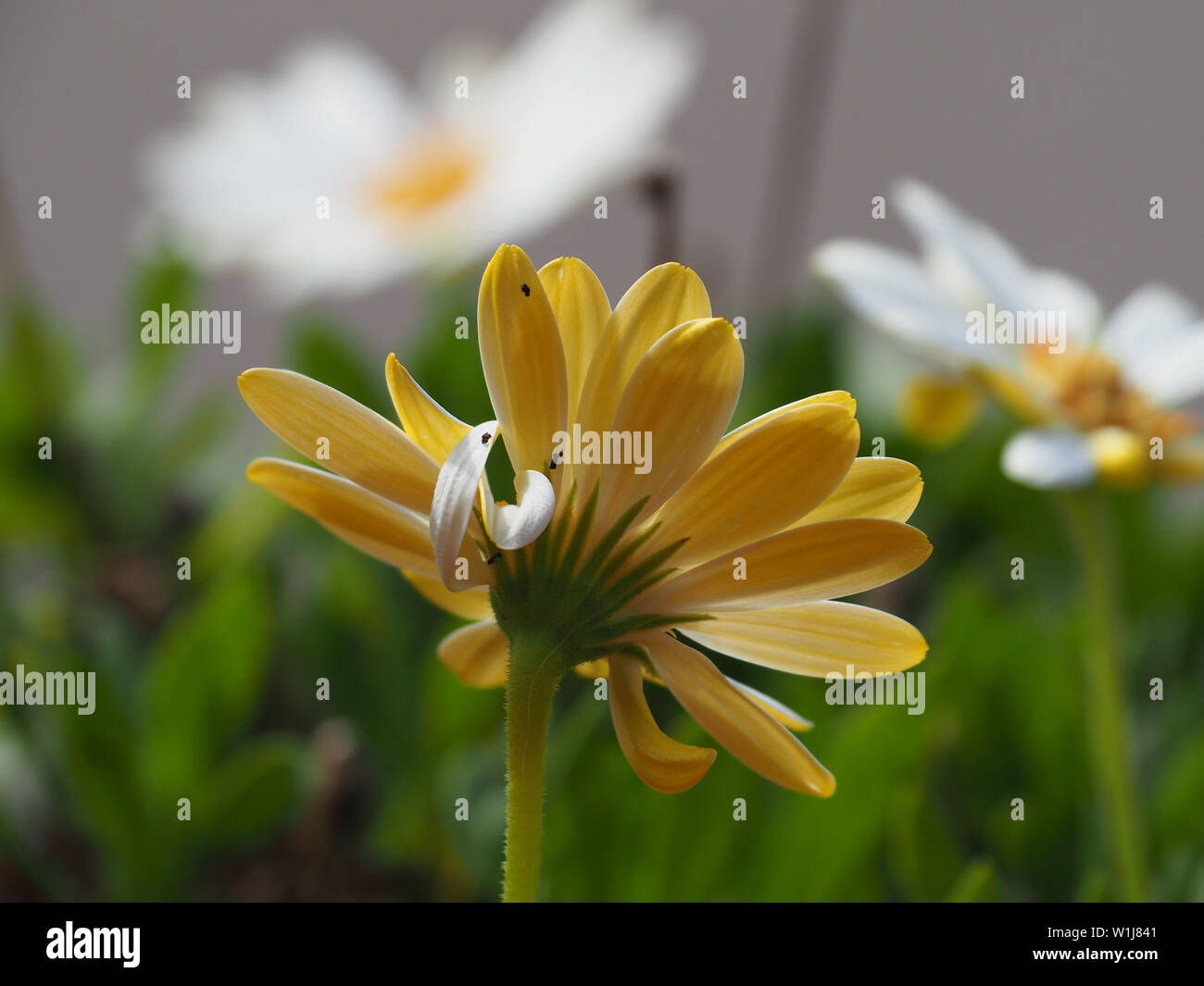 Pretty flowers growing. Yellow Daisy flower with one petal curled