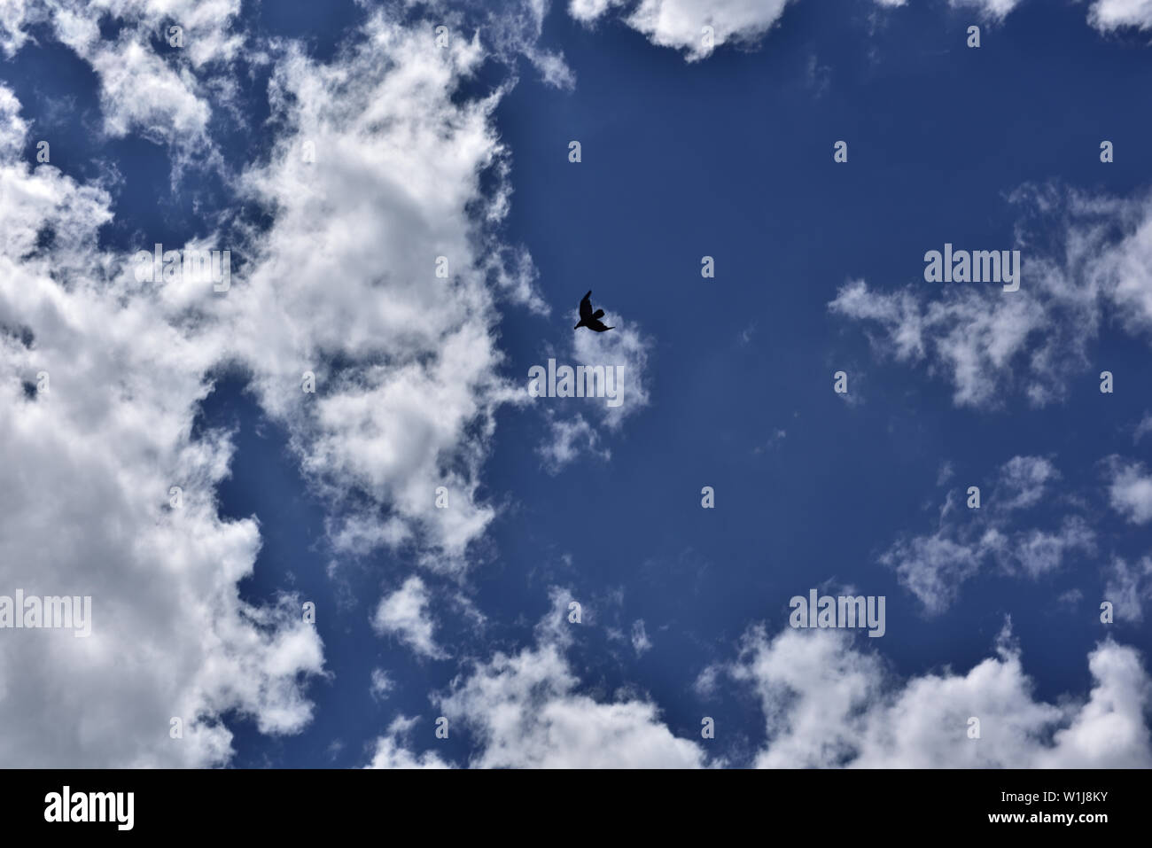 Eagle flying in the blue sky Stock Photo