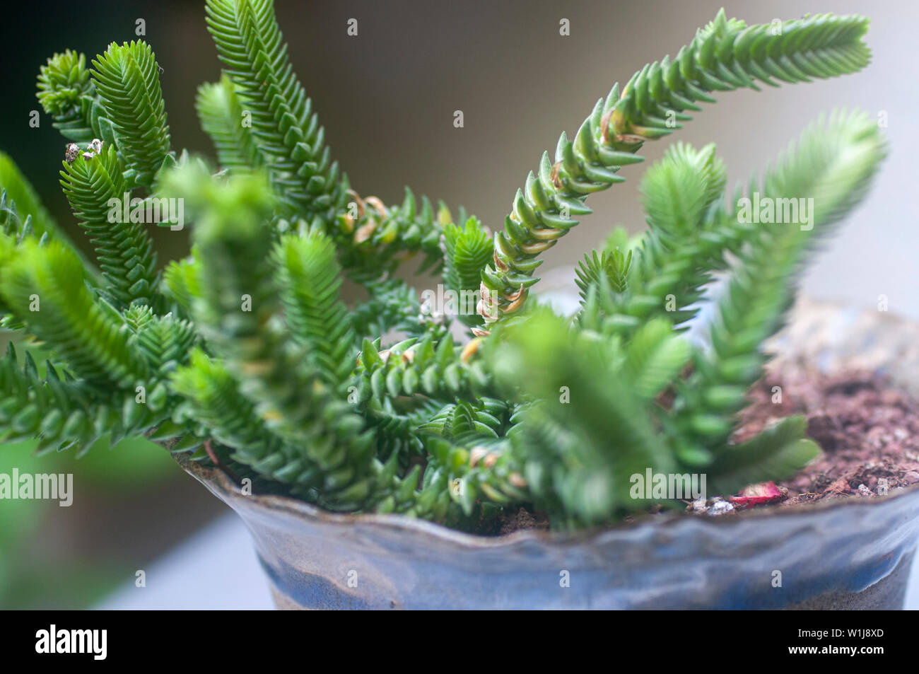 Crassula muscosa (Watch Chain). is a succulent plant native to South Africa and Namibia, belonging to the family of Crassulaceae and to the genus Cras Stock Photo