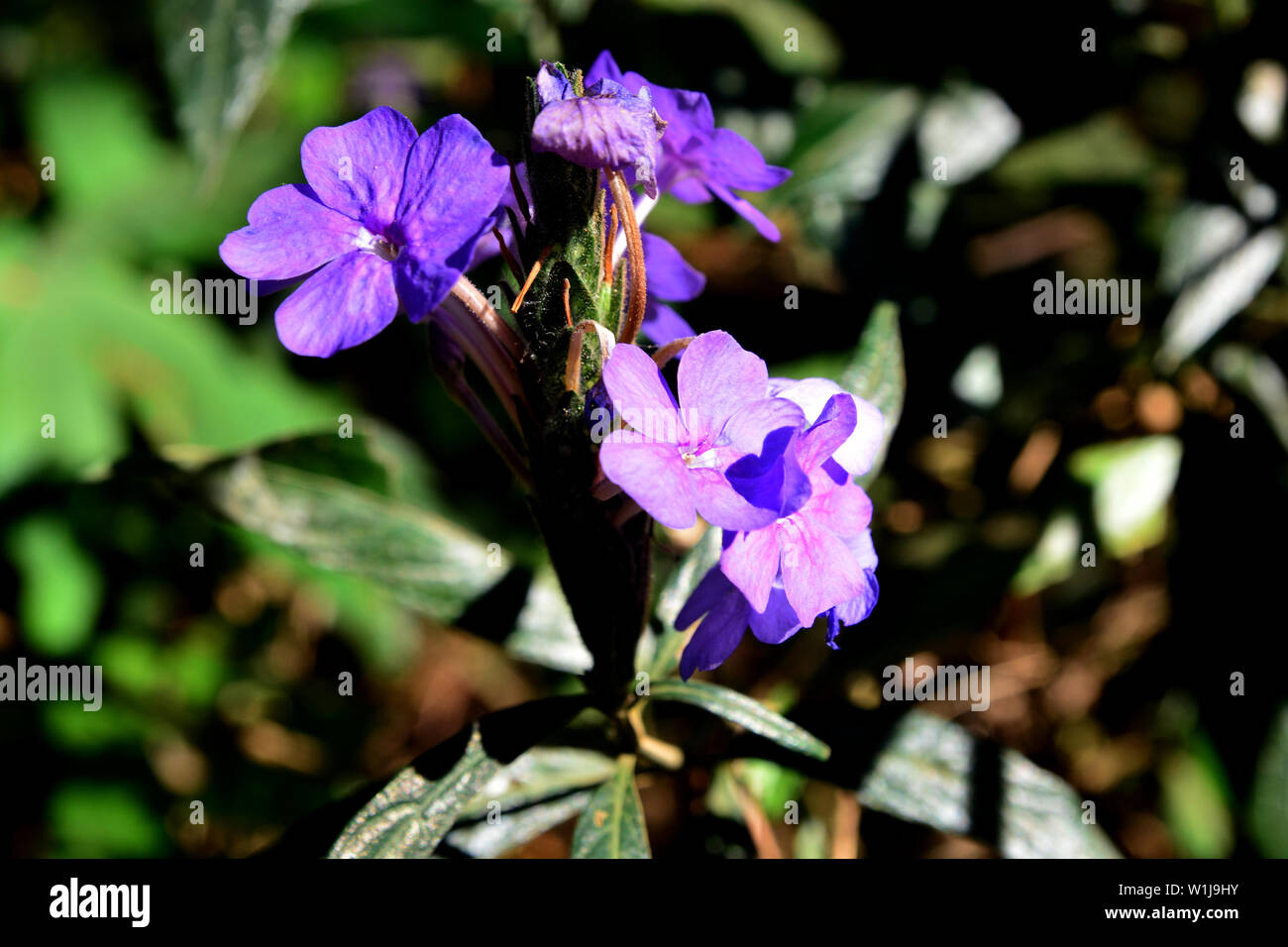 Blue Eranthemum or Eranthemum pulchellum, common name: blue sage, Death Camas Stock Photo