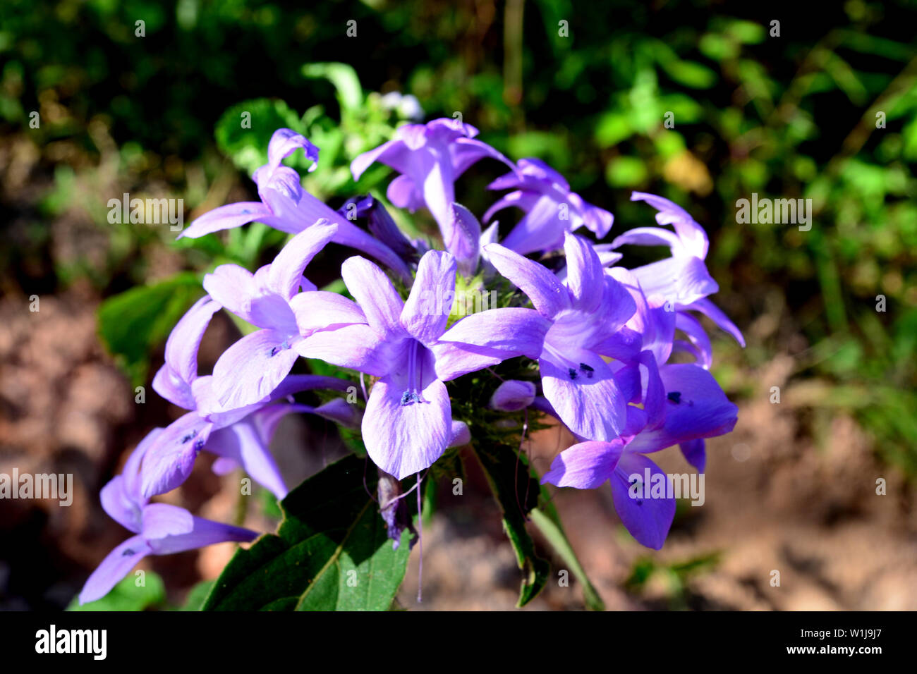 Purple ixora hi-res stock photography and images - Alamy