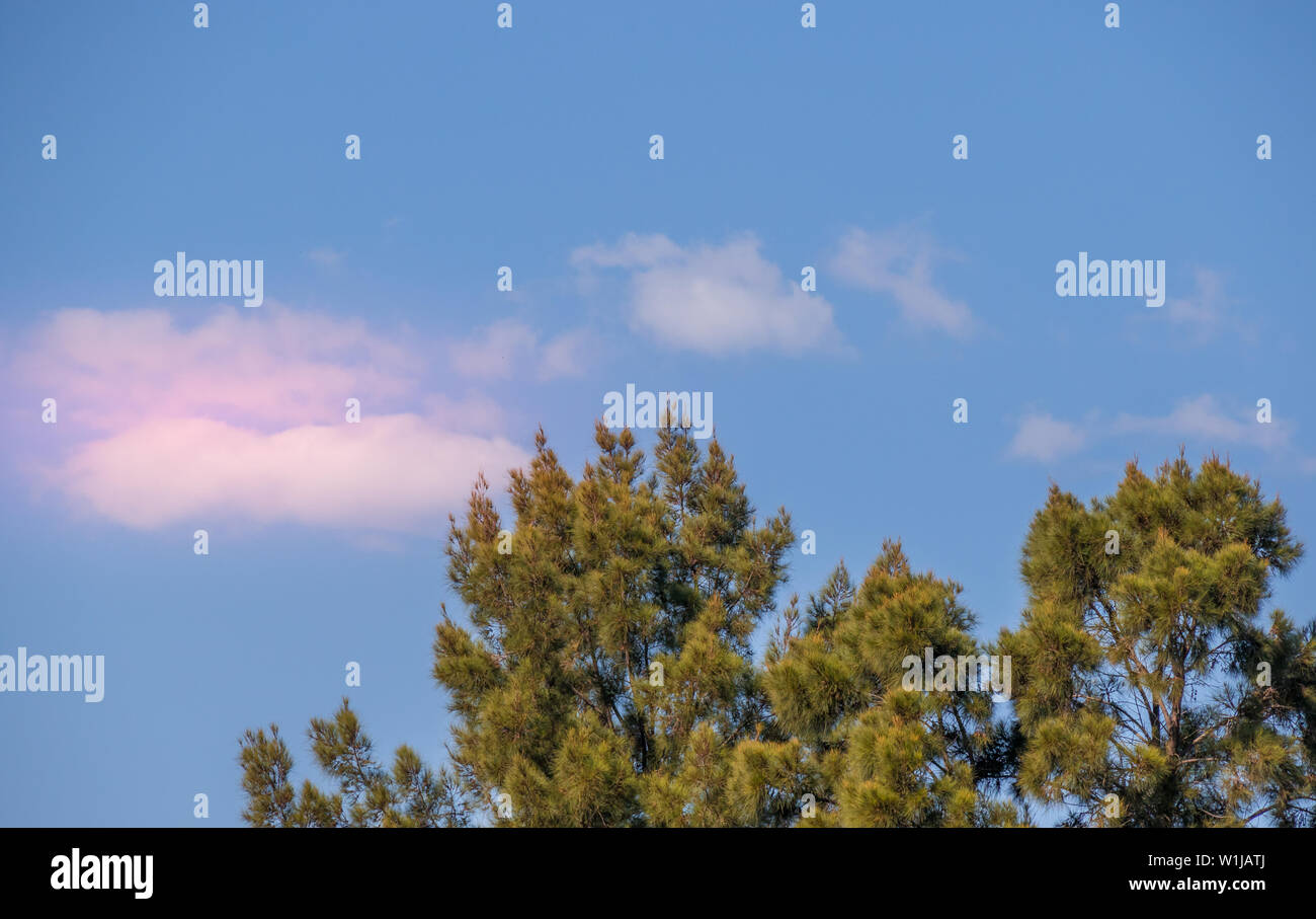 Blue sky, pink clouds and the tops of green trees in landscape format ...