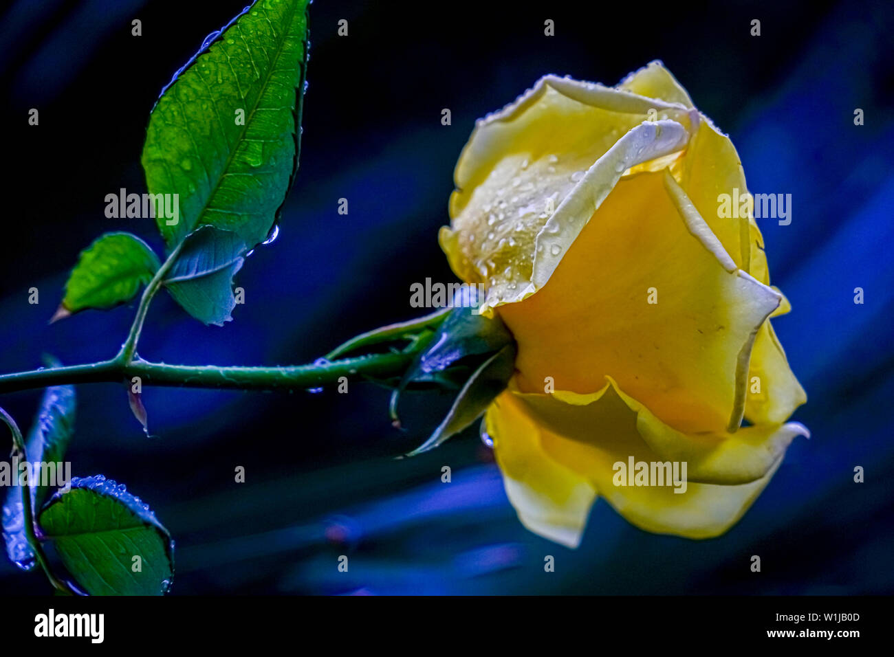 Close up of a perfect Yellow Rose Stock Photo