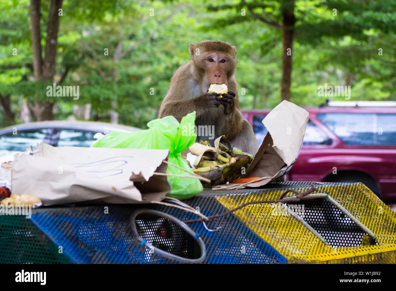 hungry wild monkey finding food scraps in human waste pile from dirty trash and eating banana on the garbage at national park. animal wildlife Stock Photo