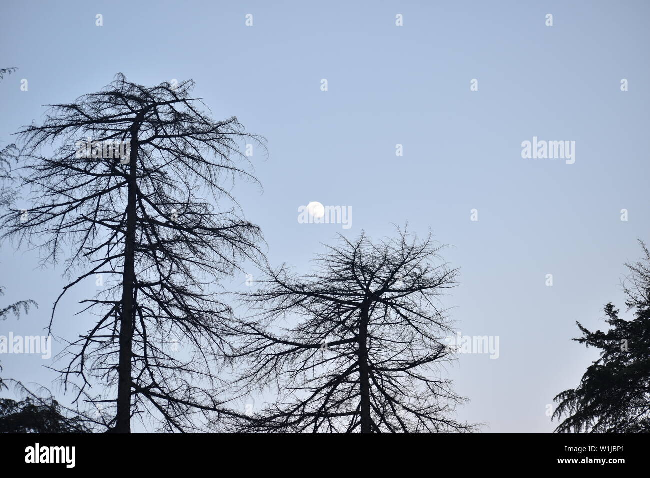 silhouette image of moon and pine trees at kasol, himachal pradesh Stock Photo