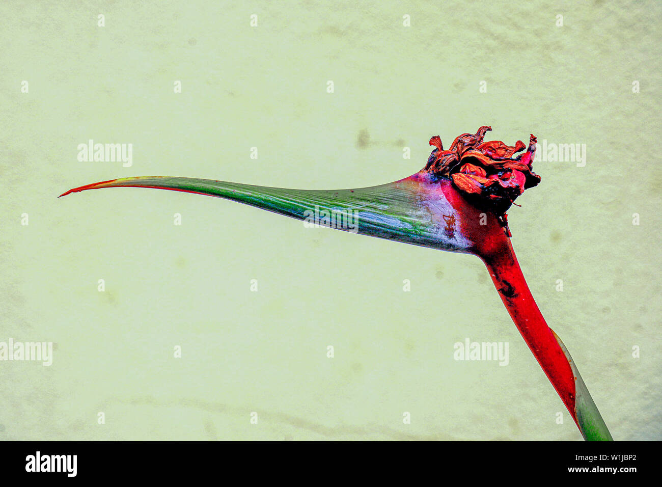 Wilted Strelitzia flower AKA Bird of Paradise Stock Photo