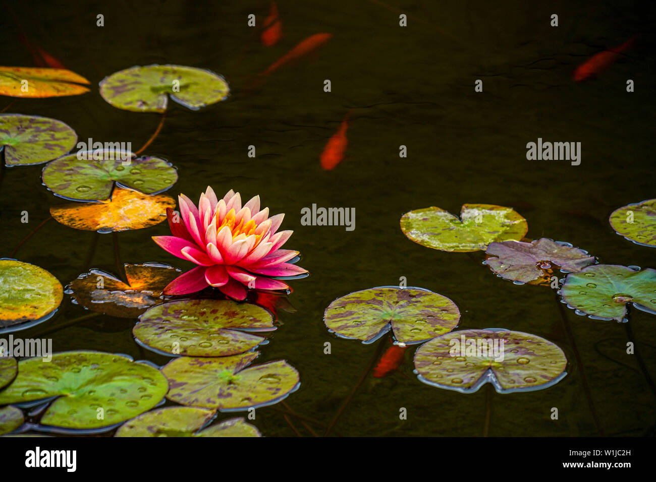 Orange water lily in a pond. Photographed in Tel Aviv, Israel in April