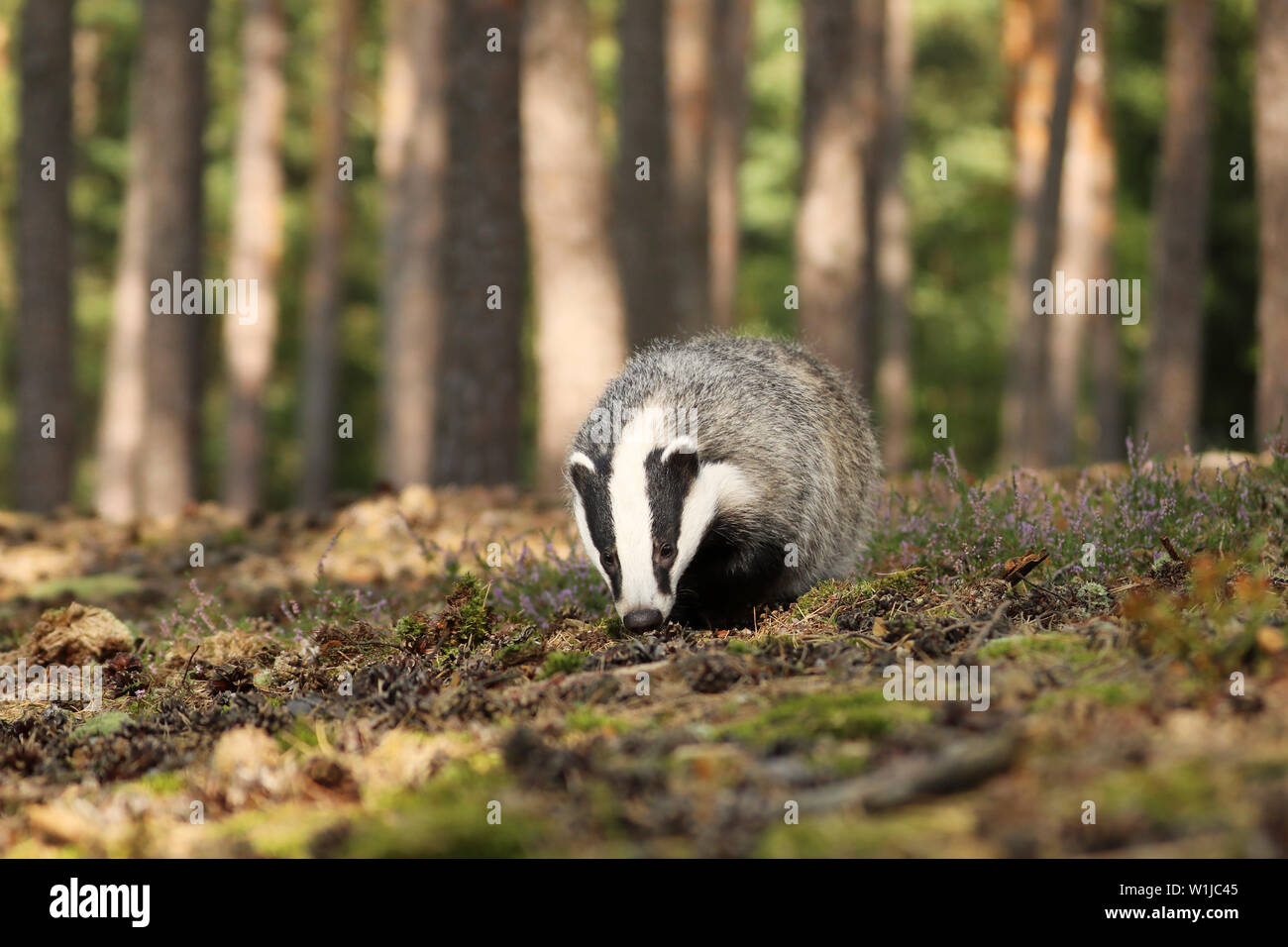 Badger in forest, animal nature habitat, Czech. Wildlife scene. Wild Badger, Meles meles Stock Photo