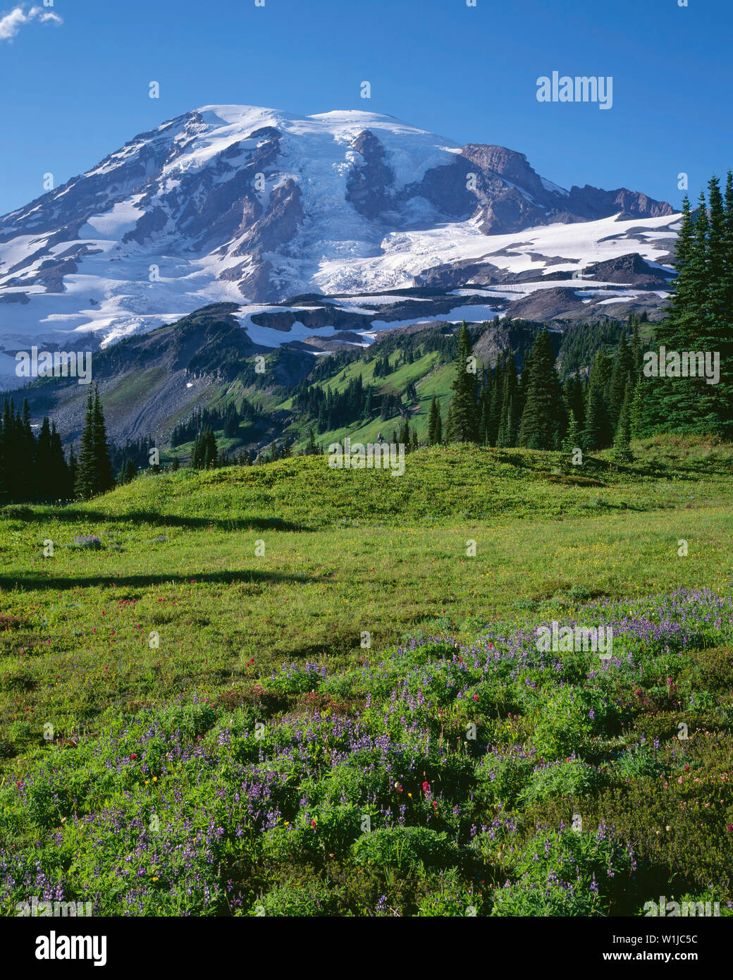 USA, Washington, Mt. Rainier National Park, Wildflowers in bloom on Mazama ridge and heavily glaciated south side of Mt. Rainier. Stock Photo
