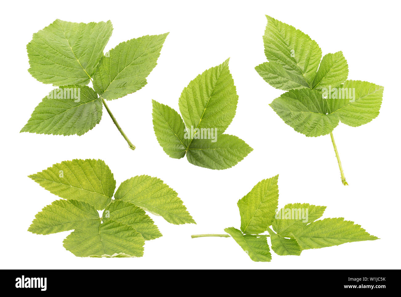 Raspberry leaf collection isolated on withe background with clipping path as package design element and advertising. Professional studio macro shootin Stock Photo