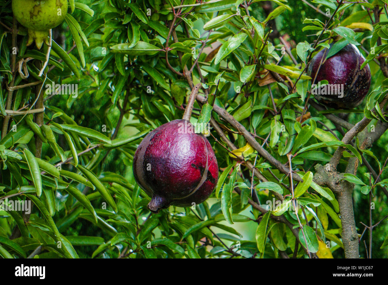 Red ripe pomegranates on the tree. Green garden at the background. Stock Photo