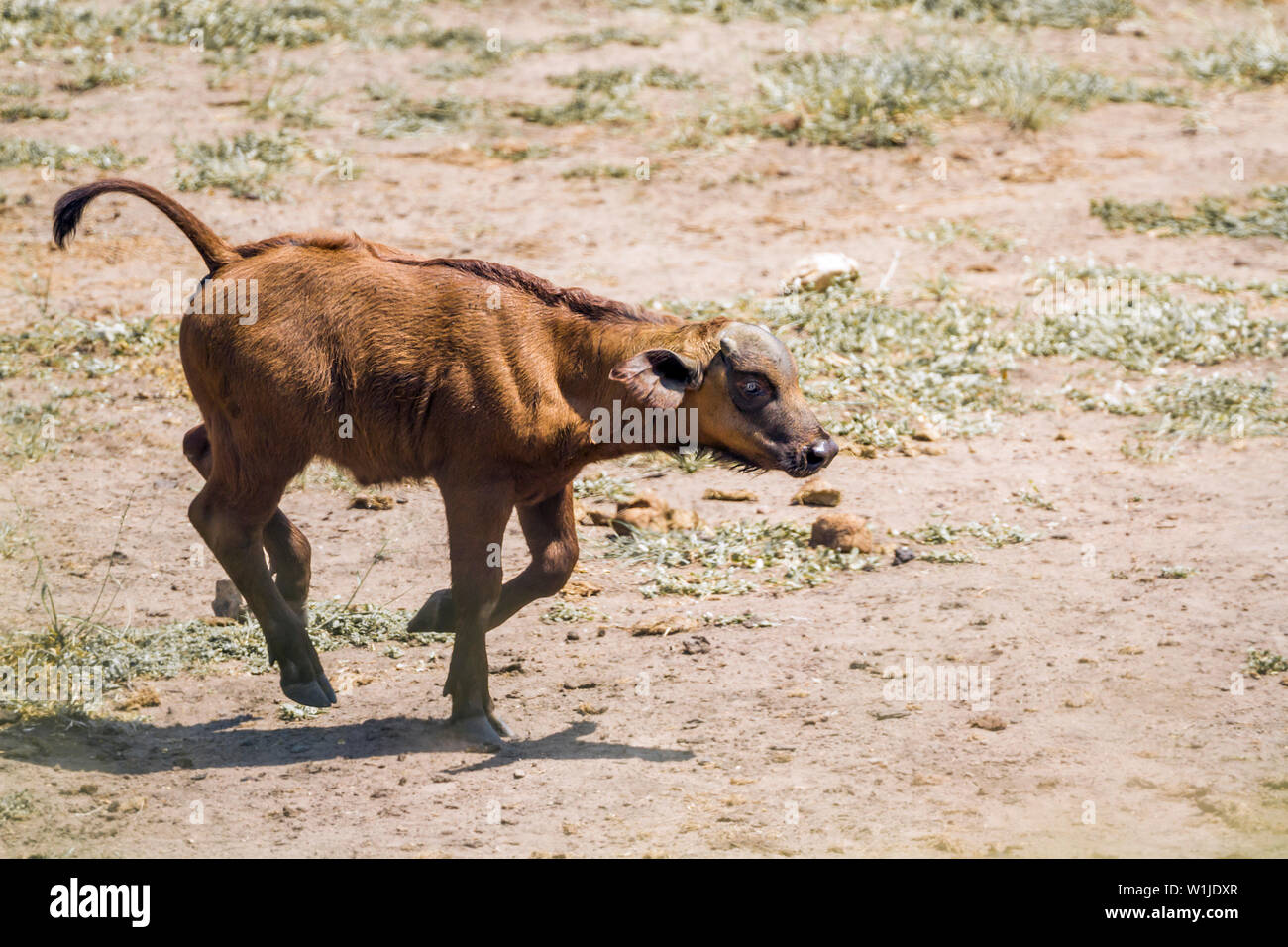 African buffalo calf running in Kruger National park, South Africa ; Specie Syncerus caffer family of Bovidae Stock Photo