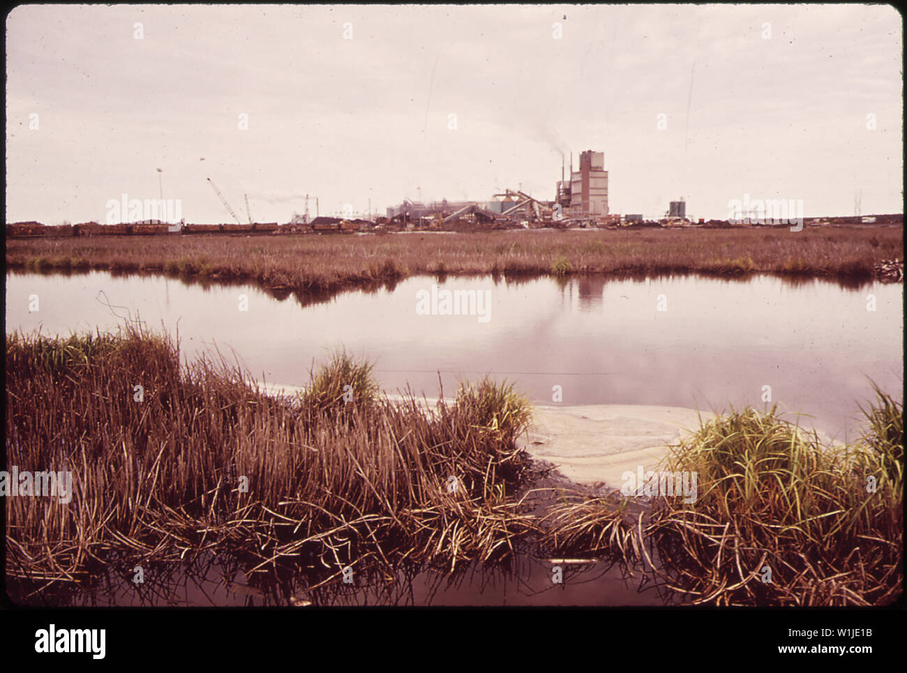 THE MARSH IN FRONT OF THE BRUNSWICK PULP AND PAPER COMPANY HAS BEEN
