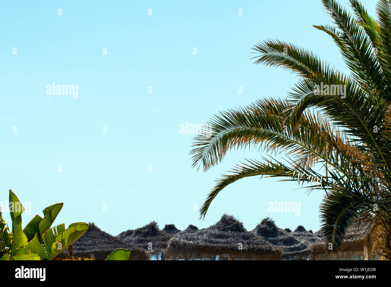 Tropical summer background. Straw parasols and green palm leaves in sunlight at the beach against a clear blue sky. Summer beach outdoor concept with Stock Photo