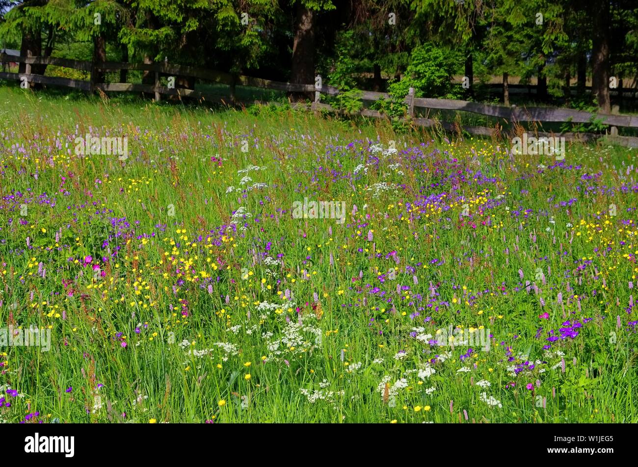 Bergwiesen im Frühling - spring flower meadows in mountains in many colours Stock Photo