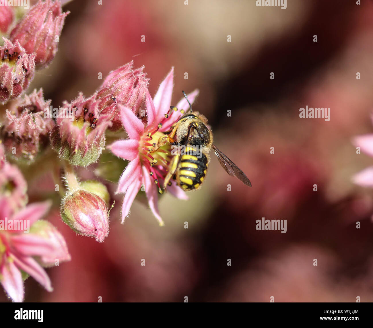close up of the Anthidium manicatum, commonly called the European wool carder bee Stock Photo