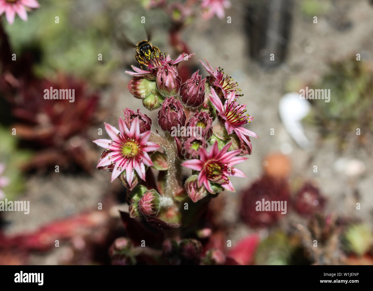 close up of common Houseleek (Sempervivum tectorum) flower, also known ...